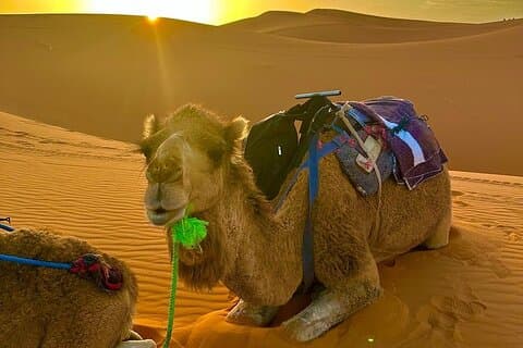 5 Day Desert Tour from Marrakech to Tangier Fes and Chefchaouen