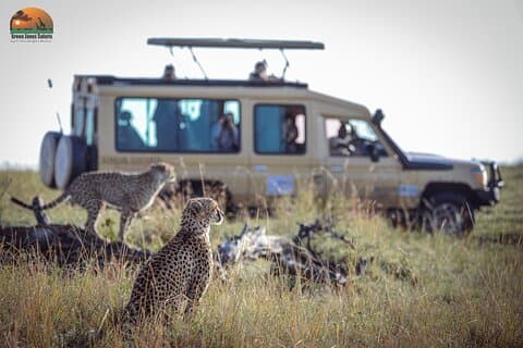 7-daagse Kenia Classic Wildlife Safari