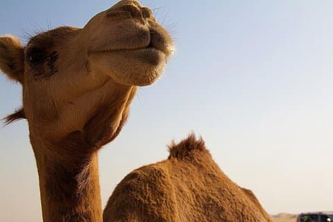 One Hump Camel Farm y Wine Tour