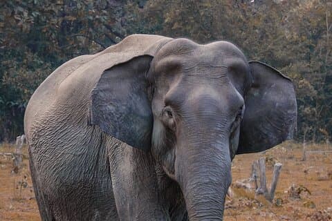 Hotell nära Taj Mahal med Wildlife SOS Elephant Conservation and Care Center
