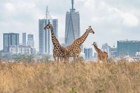 Visite privée du parc national de Nairobi et de l'usine de perles