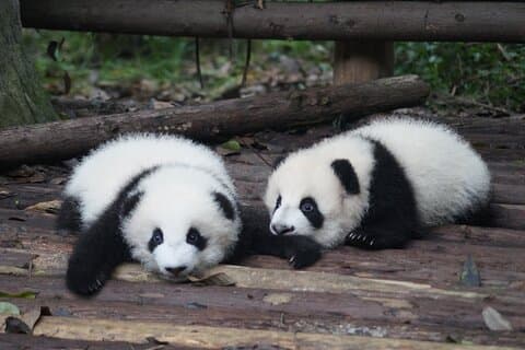 China Spree: 7-Day Tour of Beijing, Xi'an, Chengdu and Shanghai