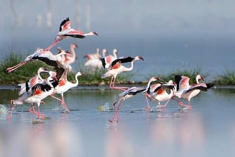 Visite privée d'observation des oiseaux Safari de nuit au lac Nakuru, au lac Naivasha