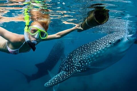 Encuentro con tiburones ballena y banco de arena Sumilon con cataratas Kawasan