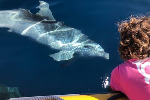 Delfinsafari og snorkling i Figarolo