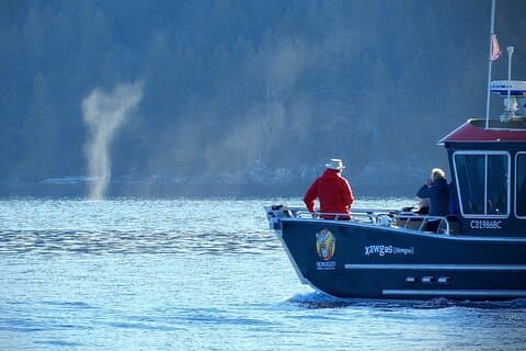 Excursion d'observation des baleines marines Salish à Campbell River