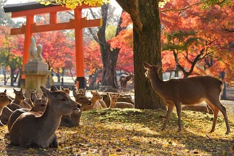 Nara Half Day Walking Tour with English Guide