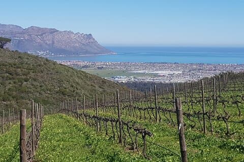 Visite privée de dégustation de vin à Constantia, Le Cap