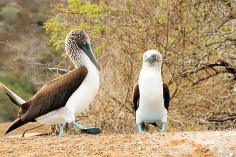 Ilha de Lobos e excursão de um dia à praia de Ochoa: mergulho com snorkel e vida selvagem