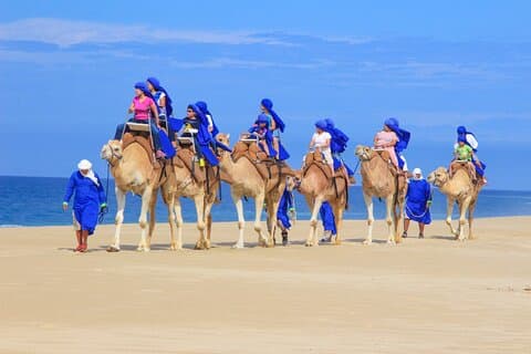 Half Day Guided Camel Safari in Cabo San Lucas