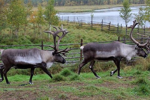 Traditionell rengårdstur på sommaren i Rovaniemi