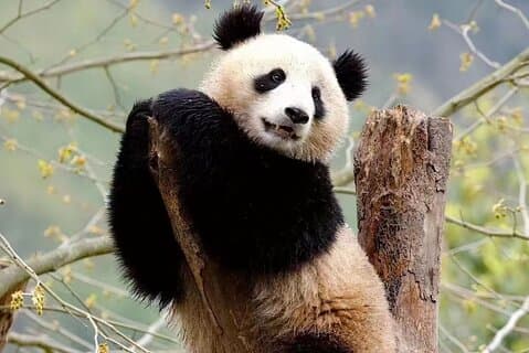 3-dagars klassisk Chengdu till Jiuzhaigou och Huanglong Flight Tour