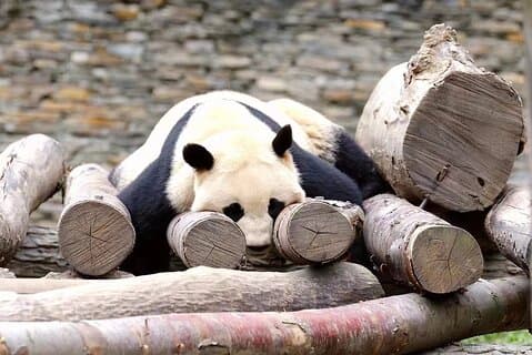 1-dagars Panda Base och Mount Qingcheng Privat turné från Chengdu