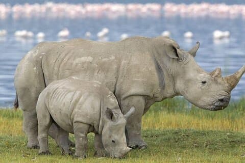 Safari della riserva di caccia privata Hluhluwe Imfolozi di un'intera giornata da Durban