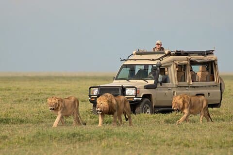 3 - Dag Serengeti og Ngorongoro krater Safari-eventyr