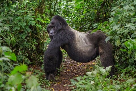 7-Day Gorilla Tracking Safari in Uganda Private Tour