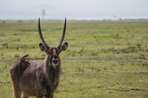 4 dages safari til Tarangire, Serengeti og Ngorongoro