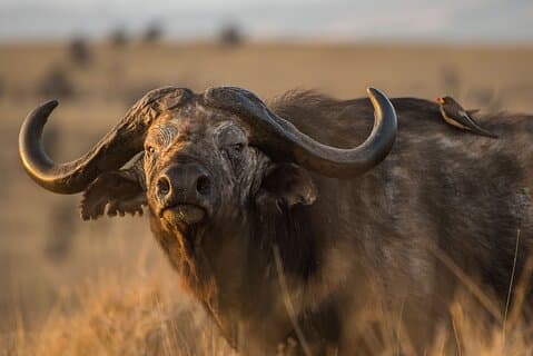 Full Day Private Tour to Arusha National Park