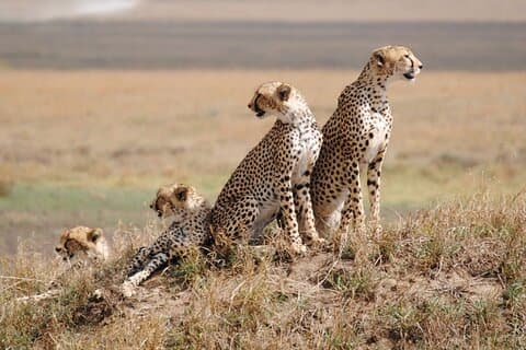 6 Tage, Budget Gruppe Safari nach Masai Mara, Lake Nakuru & Amboseli