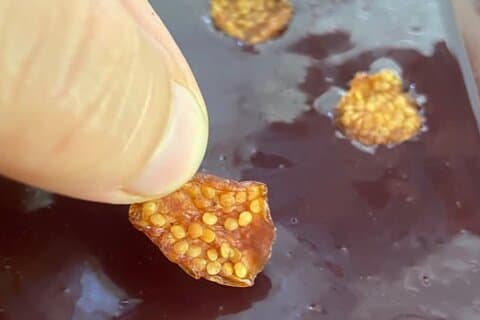 Chocolate: Del árbol a la barra, en Sierra Nevada de Santa Marta