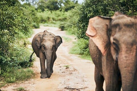 Pick up Hambantota Cruise Ship: Udawalawe National Park Safari