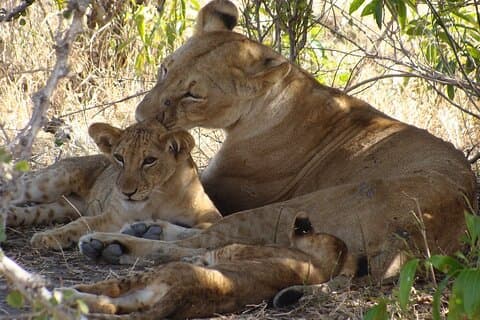 Safari privado de 5 días en el Parque Nacional Mikumi y Nyerere