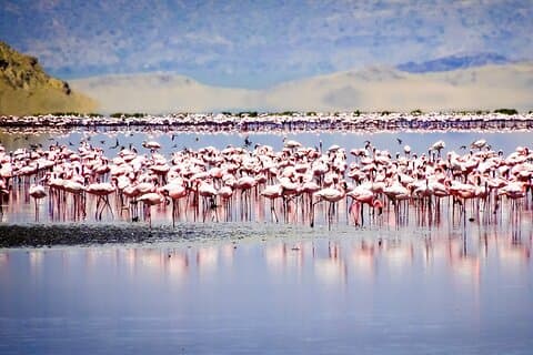 From Arusha to Zanzibar : 11 days From Bush to Beach safari