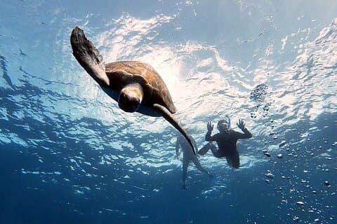 Escursione di snorkeling nella zona di Rayas e Tartarughe