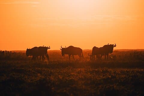 4-daagse privé luxe safaritour vanuit Tanzania