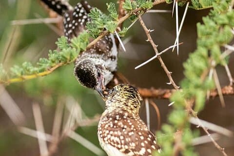 Safari estándar de 3 días con sabor a Tanzania