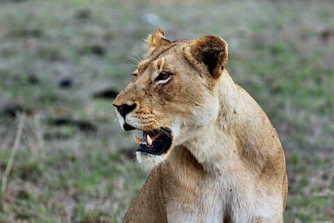 3 dias de aventura compartilhada no Safari Mara Jambo