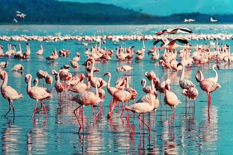 5-dagers Masai Mara, Lake Nakuru og Naivasha Budget Bli med på Safari