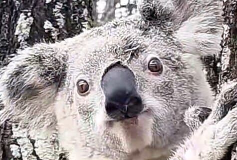Brisbane Highlights includes Lone Pine Entry