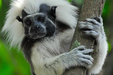 Private Cotton-Top Tamarin Adventure Tour
