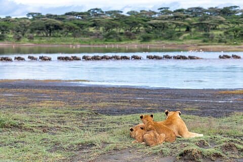 D'Arusha: 11 jours célèbre Serengeti Voyage safari à l'intérieur