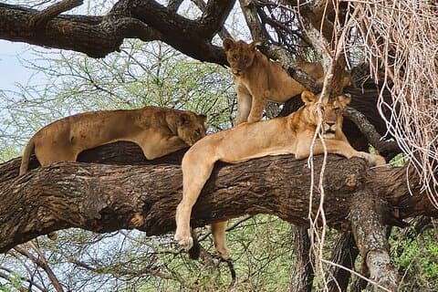 Fra Arusha: 11 dage The Classics Northern Tanzania safari
