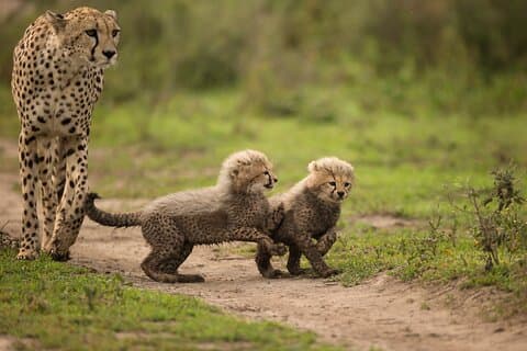 De Arusha : 11 - jour Safari incroyable en Tanzanie du Nord, Serengeti