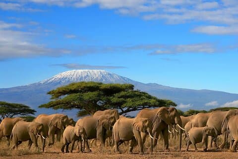 Private Tour to Amboseli National Park