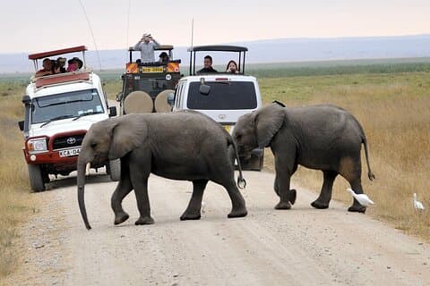 Tagestour zum Amboseli Nationalpark mit Eintrittsgeldern und Mittagessen