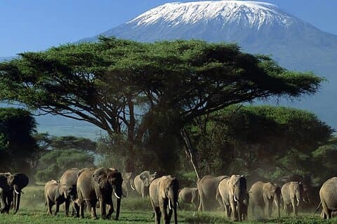 2 dagen 1 nacht privétour naar Amboseli National Park 4 * 4 Voertuig
