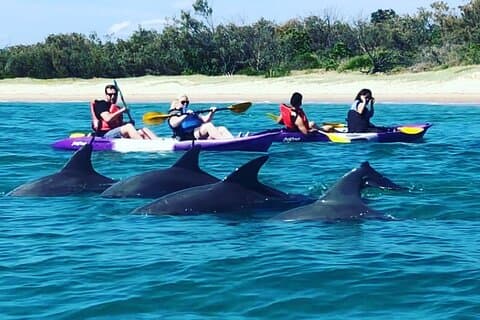 2-Hour Dolphin Kayak & Snorkel Tour on the Broadwater