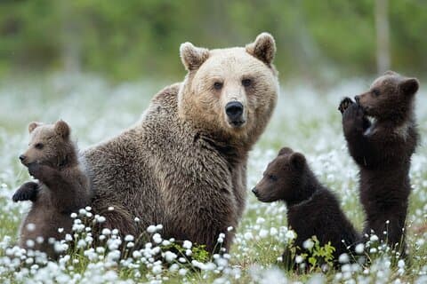 Garantida Lapland Bear-Watching Evening Experience