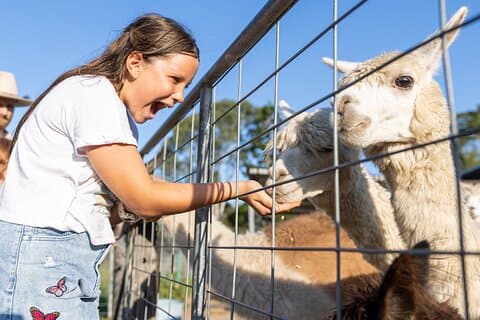 Experiência em animais de fazenda em Trevena Glen