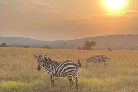 5 Days 4 Nights Akagera Safari and Chimpanzee Trekking Rwanda
