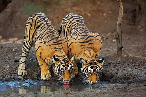 2-tägige private Ranthambhore-Tiger-Tour ab Delhi