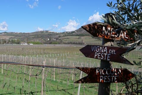 Vérone - Visite de cave et dégustation de VINS NATURELS