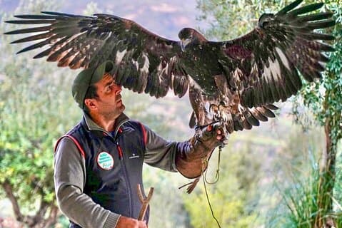 Interactive Educational Course on Birds of Prey