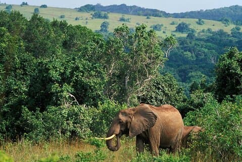 Heldag Isimangaliso Wetlands Park - Croc & Hippo & Game Fr Durban