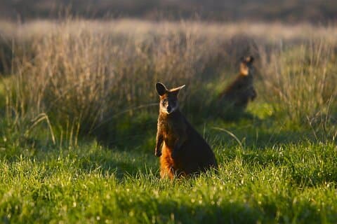 Privétour van een hele dag door Australische dieren op Phillip Island