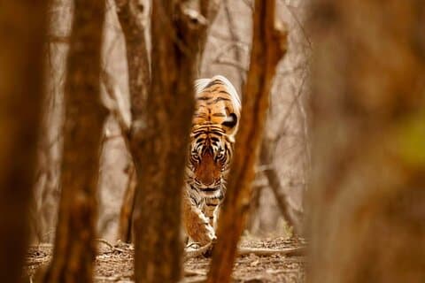 3-daagse privé Ranthambhore Tiger Tour inclusief Delhi, Agra, Jaipur